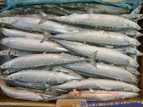 刀魚(yú)